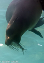 Playful Australia Fur Seal Puppy by Bill Van Eyk 